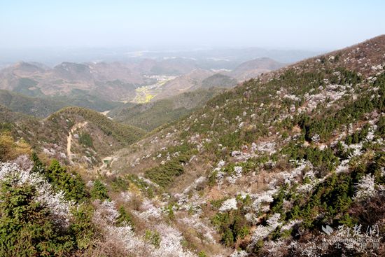 山上櫻花，山下油菜.jpg