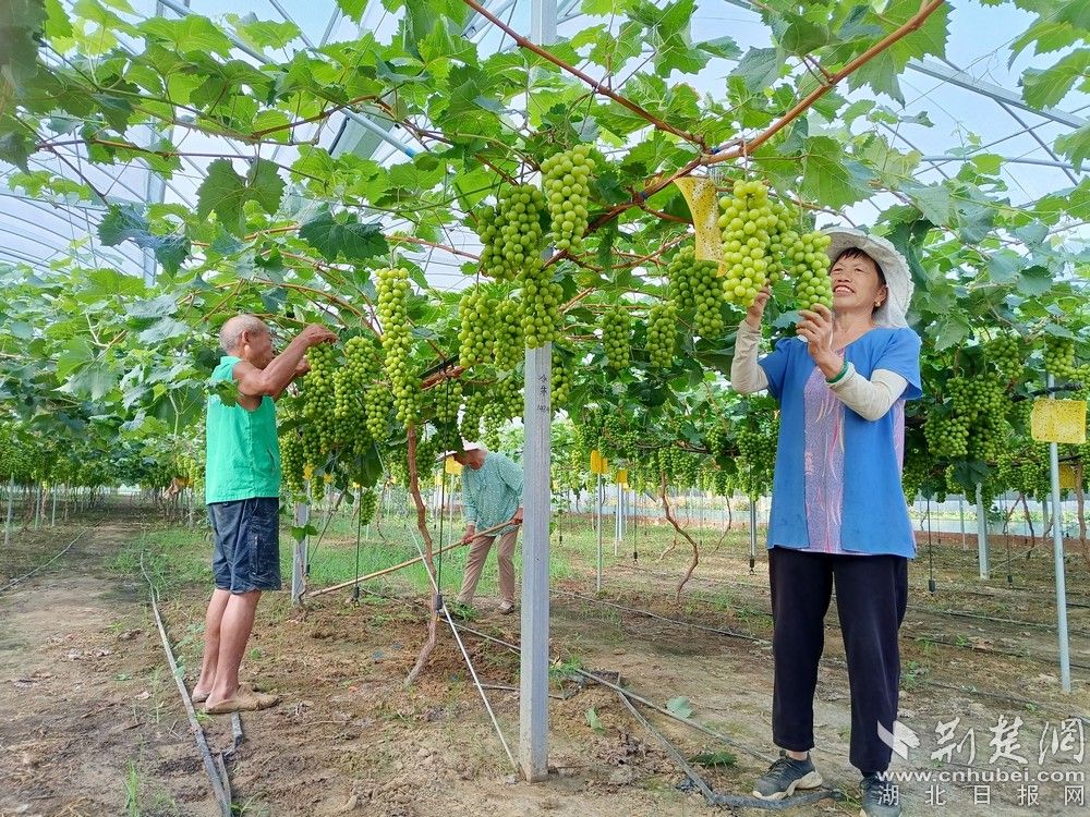 西王村陽(yáng)光玫瑰葡萄園。通訊員 程愛(ài)華 攝.jpg.jpg