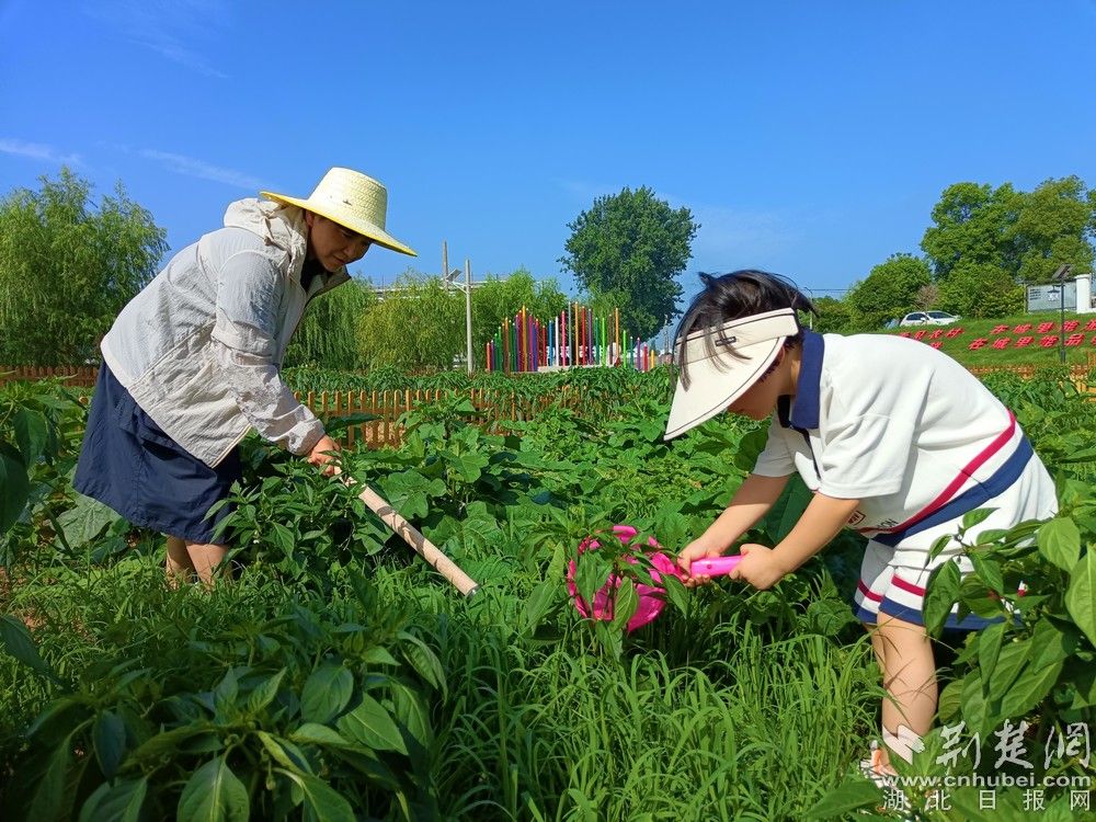 市民帶孩子在共享菜園里鋤草、澆水。通訊員 程愛(ài)華 攝.jpg.jpg