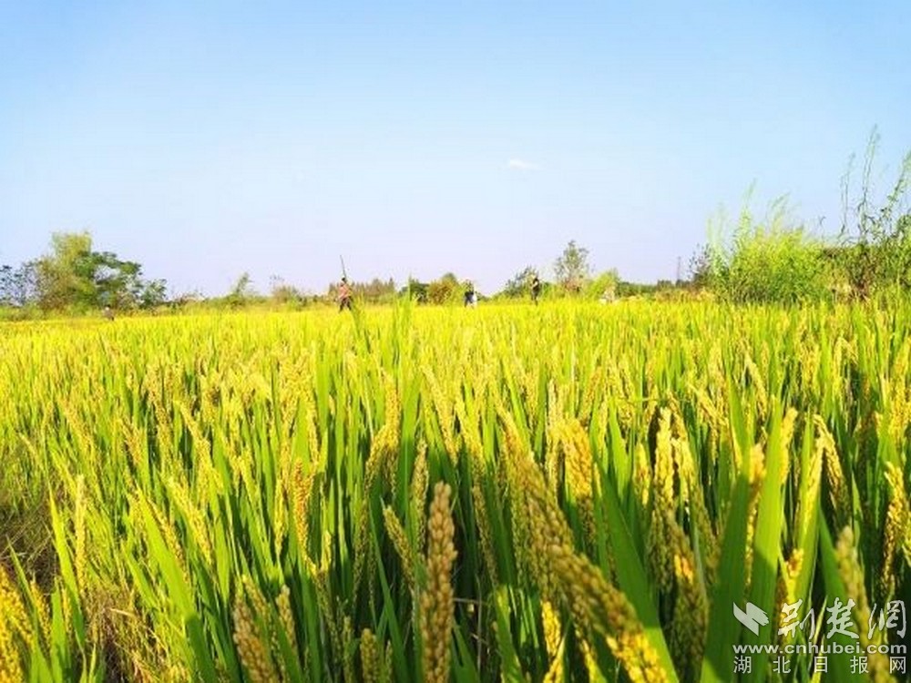 朱湖糯米種植區(qū).jpg