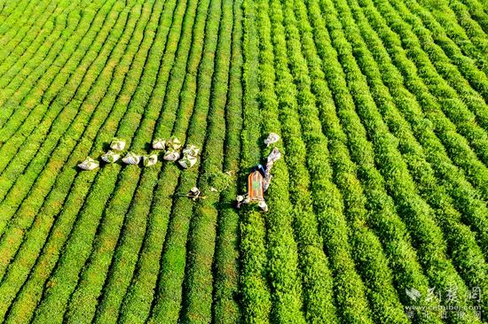 萬畝茶園  劉克強(qiáng)_副本.jpg.jpg